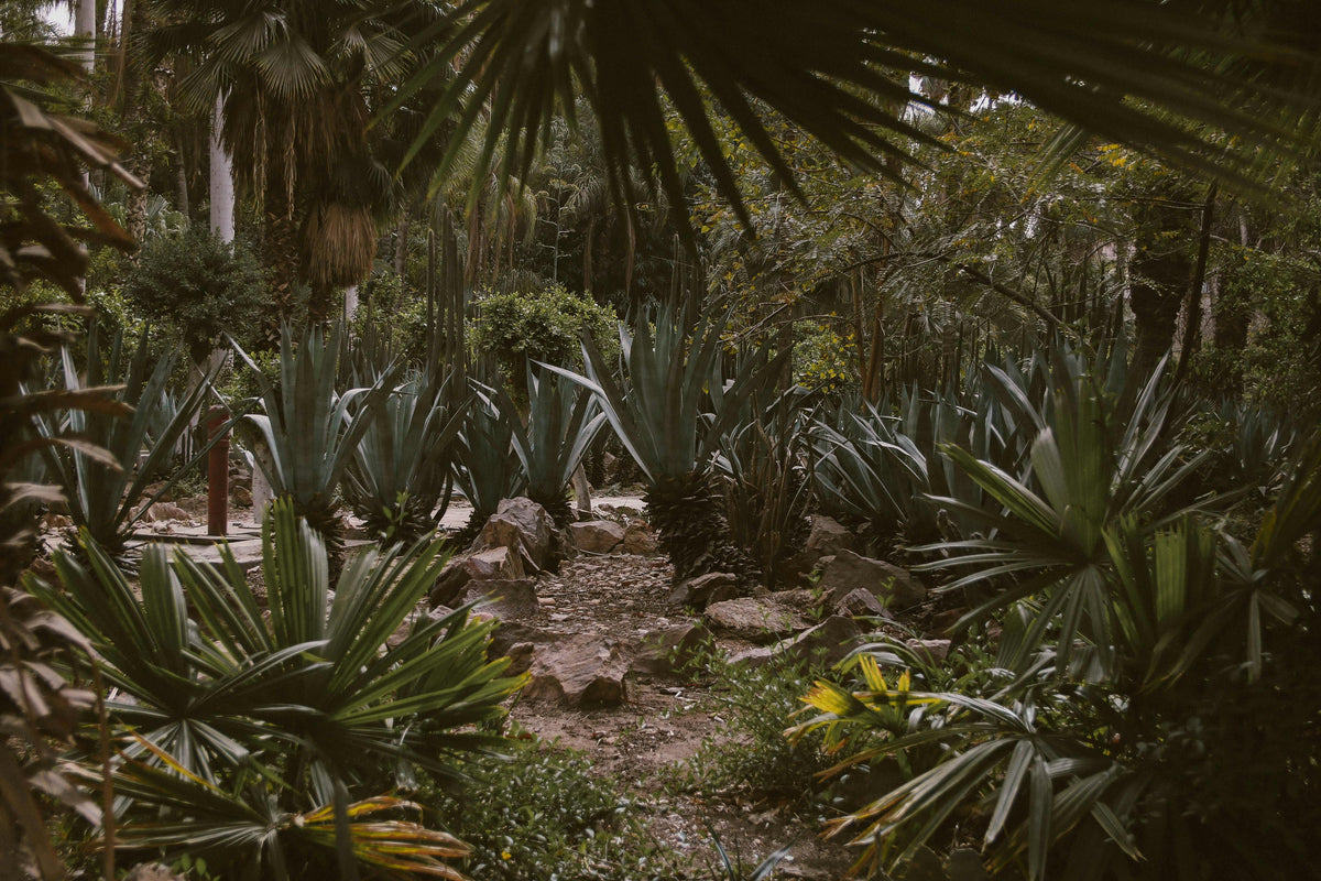 Forest Collection